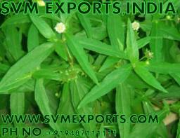 SVM EXPORTS Organic gymnema sylvestre leaves, for Home, Office, Packaging Type : Plastic Bag