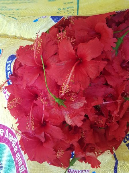 Natural hibiscus flowers, for Medical Use, Feature : Fresh, Good Quality