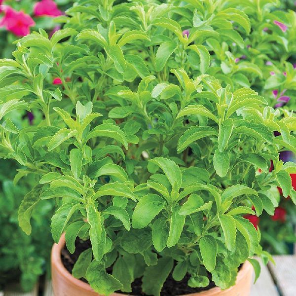 Stevia Leaves