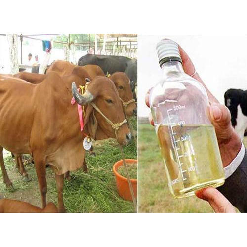 Distilled Cow Urine or  herbal Goumutra