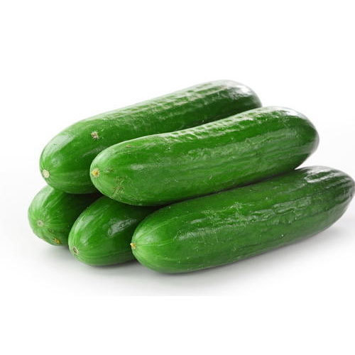 Organic Fresh Cucumber,fresh cucumber, Style : Natural