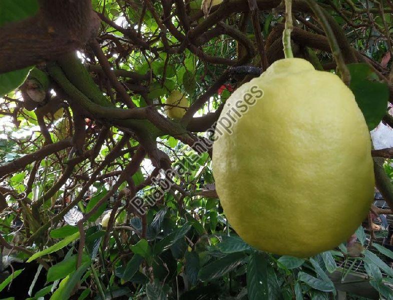American Lemon Manufacturer in Pune Maharashtra India by Prabha