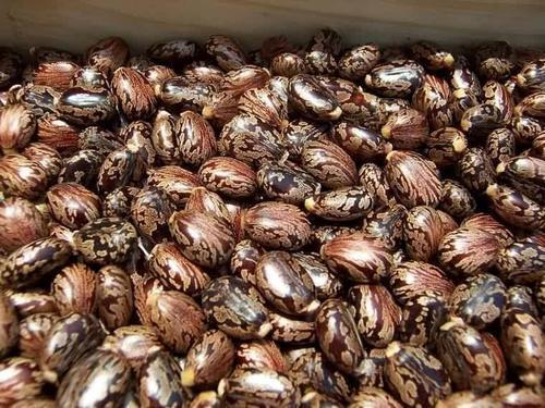 Organic Castor Oil Seeds, Feature : High Purity Rich, Hygienically Packed