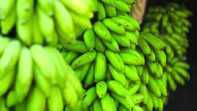 Green banana, Shelf Life : 5-7 Days