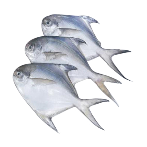Fresh Pomfret Fish, for Human Consumption, Packaging Type : Vaccum Packed