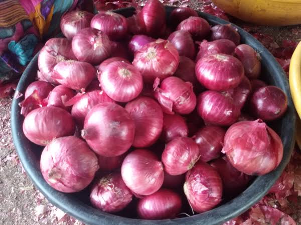 Round Natural Onions, Color : Red
