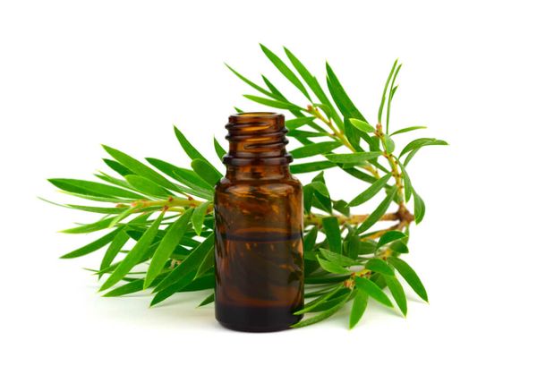 Tea Tree Essential Oil, for Aromatherapy, Cosmetics, Medicine, Purity : 100% Pure