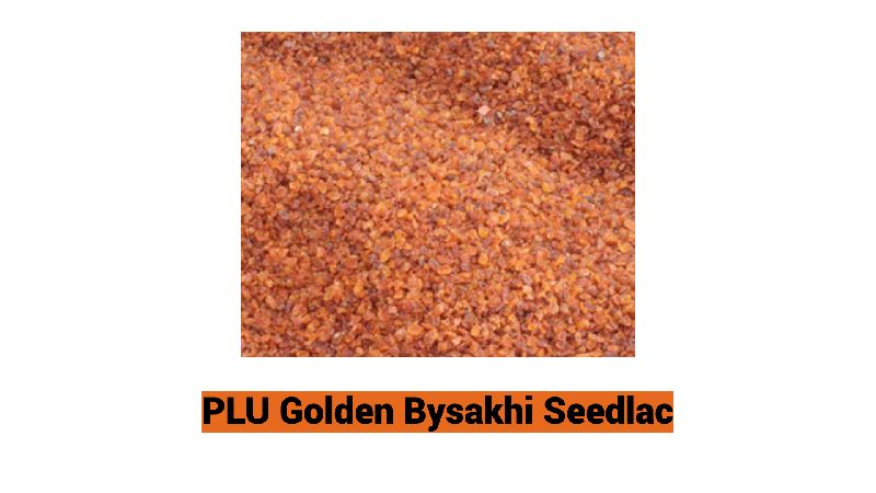Golden Bysakhi Seedlac, for Wood Polish