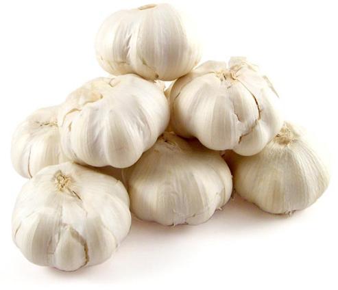 Common fresh garlic