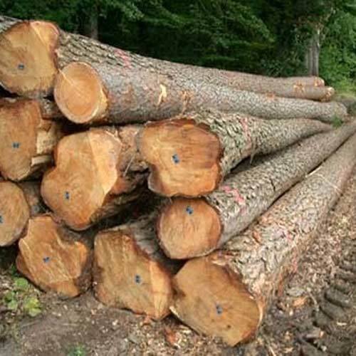 Non Polished Hardwood Logs, for Flooring, Making Furniture, Length : 10ft, 6ft, 8ft