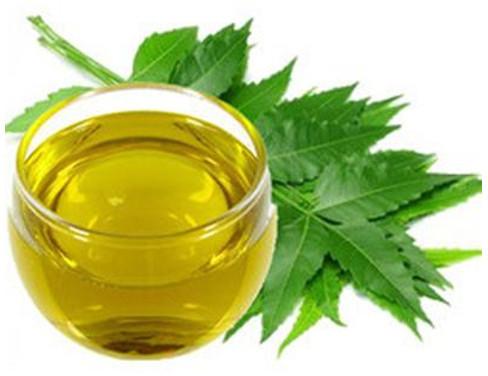 Neem Essential Oil, Form : Liquid