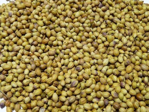 Organic coriander seeds, for Agriculture, Cooking, Food, Packaging Type : Jute Bags