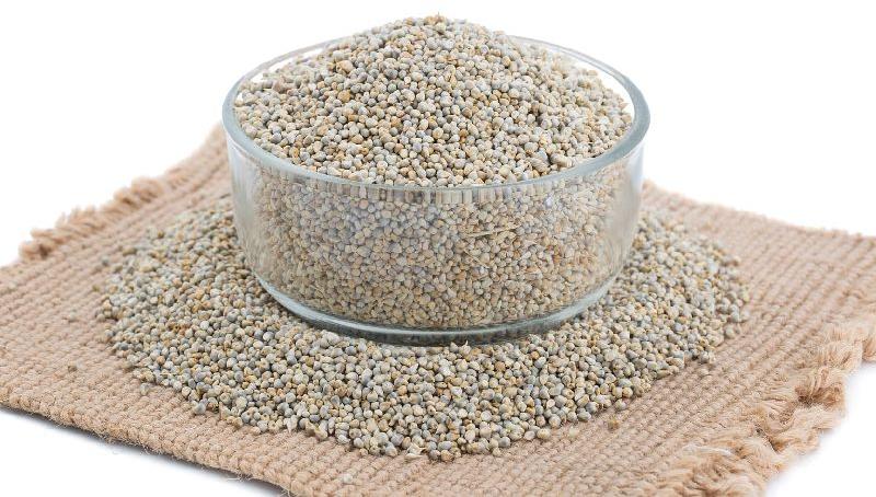 Common Natural Millet Seeds, for Cattle Feed, Cooking, Style : Dried