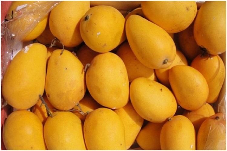 Fresh Badami Mango