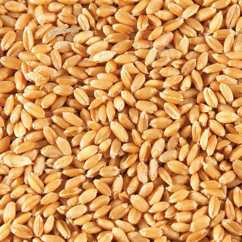 Common wheat seed, for Agriculture