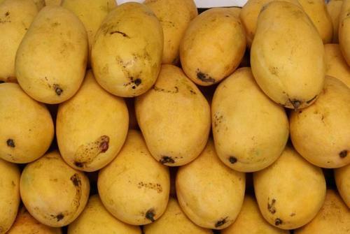 Organic Fresh Chaunsa Mango, Color : Green, Yellow