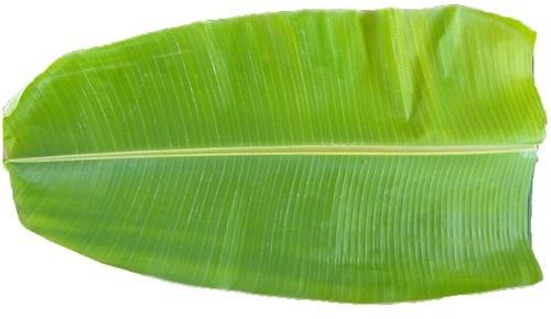 Organic Fresh Banana Leaves, for Making Disposable Items, Feature : Good Quality