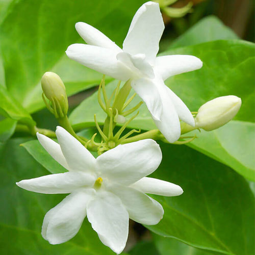 Jasmine Flower, for Decorative, Garlands, Vase Displays, Occasion : Birthday, Party, Weddings