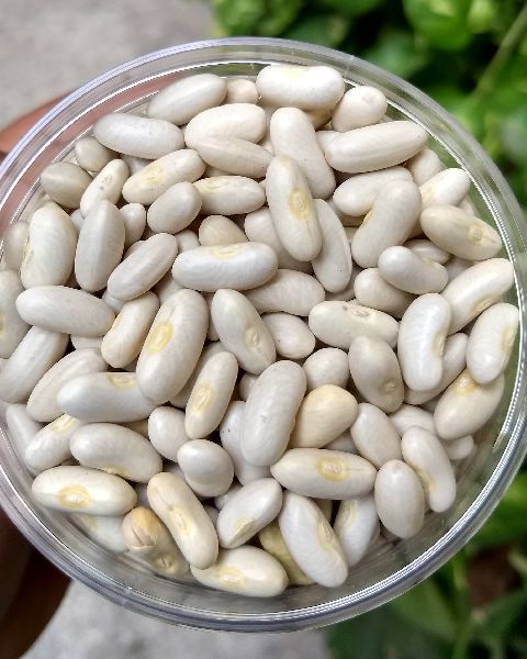 Organic White Kidney Beans, Shelf Life : 1Year