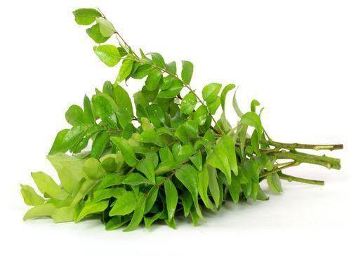 Organic Fresh Curry Leaves, Color : Green