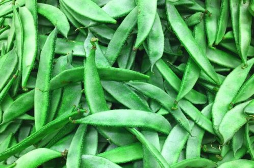 Organic Fresh Flat Beans, Shelf Life : 7-10Days