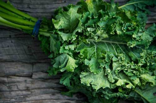 Fresh Kale Leaves, Shelf Life : 5-7 Days