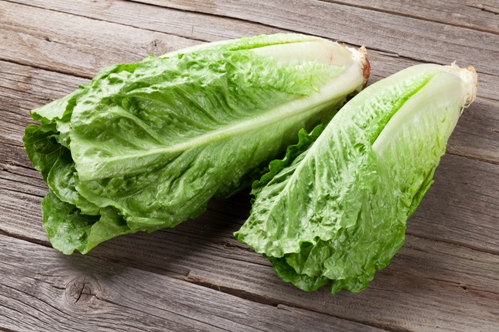 Fresh Romaine Lettuce, Shelf Life : 5-10days