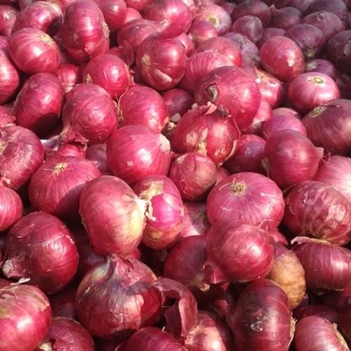 Fresh Pink Onion, Shelf Life : 15days