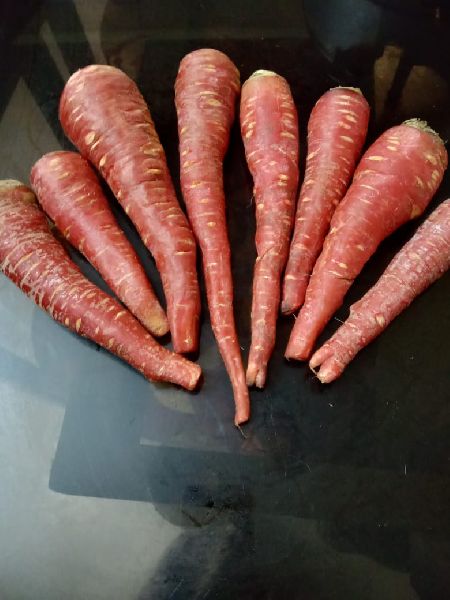 Natural Red Carrot, for Food, Juice, Pickle, Snacks, Packaging Type : Jute Sack