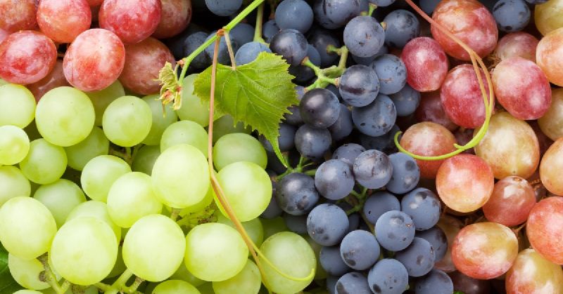 Organic Fresh Grapes, Color : Black, Light Green, Red