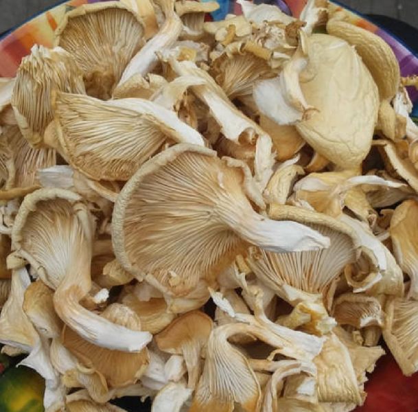 dry oyster mushroom