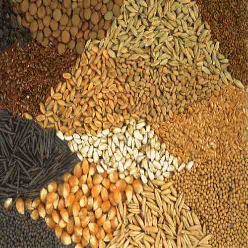 Flower Seeds, for Agriculture, Style : Dried