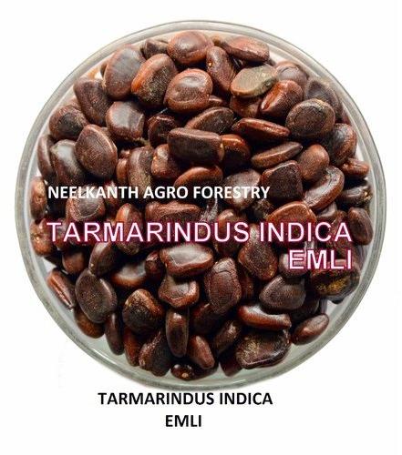 Neelkanth Agro Tamarind Seed, Shelf Life : 6-12 Months