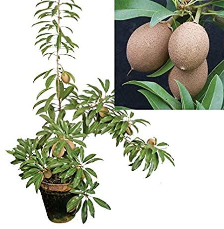 Chiku Plant