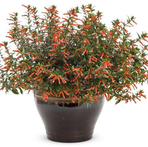 Firecracker Plant, for Garden, Color : Red
