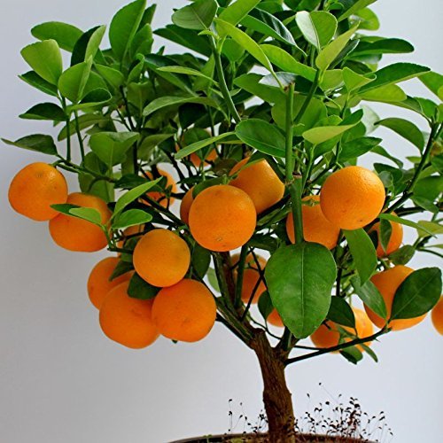 Orange plant