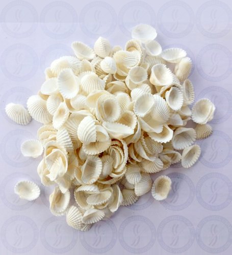 Polished Clean Seashells, Packaging Type : Paper Box