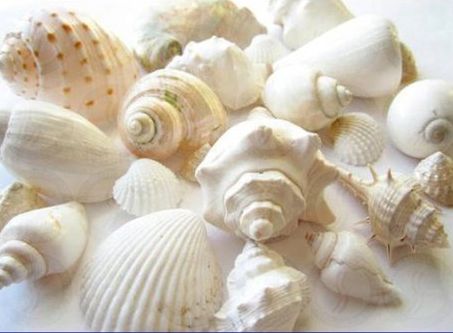 Mixed Seashells, Packaging Type : Packet