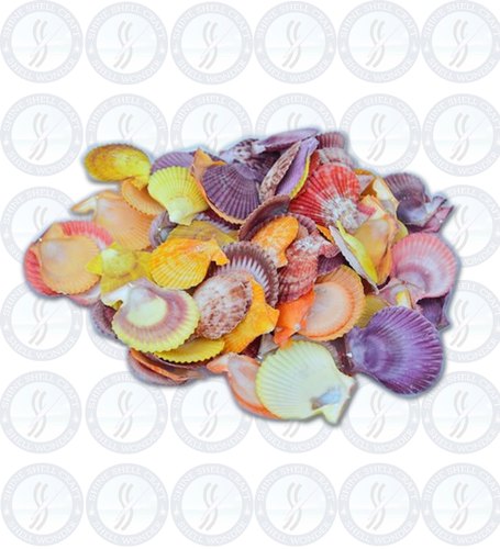 Pecten Seashell, Color : Multicolor
