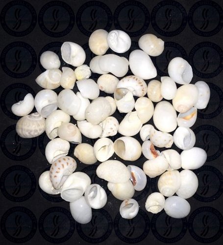 Small Sakkuli Shine Seashell, for Making Handicraft, Color : White
