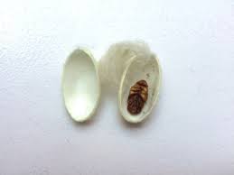 Silkworm Cocoons, Packaging Type : Pouches