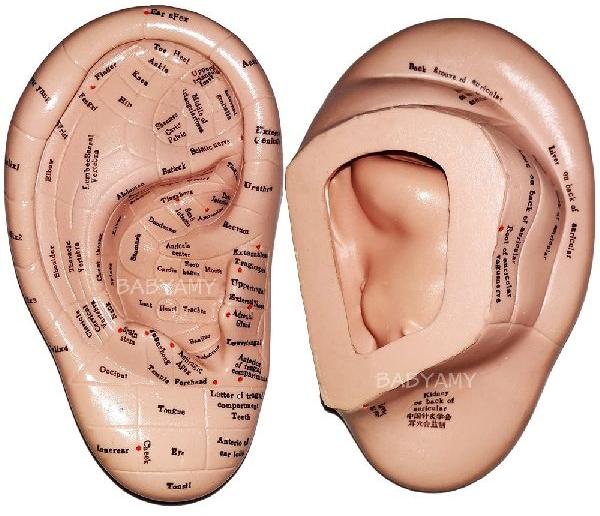 Acupuncture Ear Model