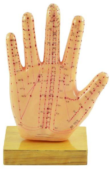 Acupuncture Hand Model
