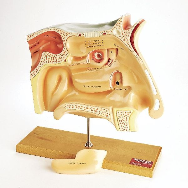 Human Nasal Cavity Model