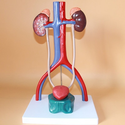 Plastic Human Urinary Bladder Model, for Science Laboratory, Feature : Accurate Design, Crack Proof