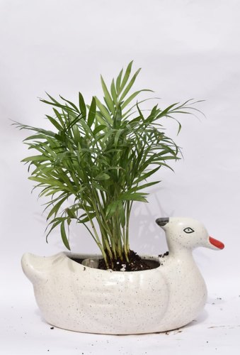 Designer Ceramic Decorative Plant Pot, Style : duck shape