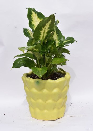 Dieffienbachia plant with Designer Garden Pots