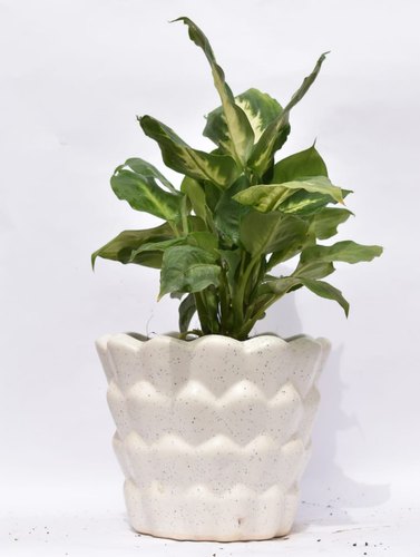 Natural Live Dieffenbachia Plant with Designer Ceramic Pot
