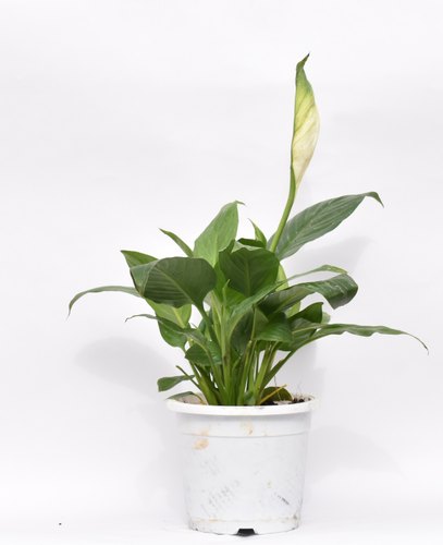 Air Purifier Indoor Peace Lily Plant Natural