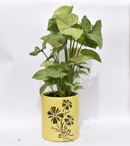 Syngonium Plant with Ceramic Decorative Pot, for decoration, Color : white